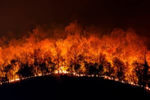 Lee más sobre el artículo Incendios Forestales: Tragedia inevitable